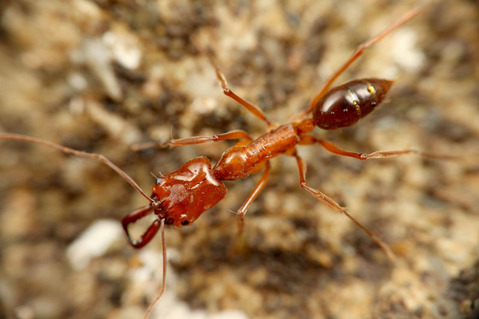 ¥ª¥¥Ê¥ï¥¢¥®¥È¥¢¥ê