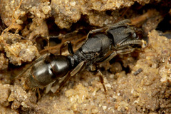 �ĥ��ޥϥꥢ��