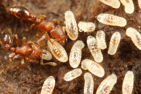 �������ޥ���ޥĥ���