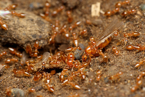 ���������ꥢ������η뺧����