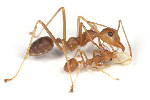 ¥¢¥¸¥¢¥Ä¥à¥®¥¢¥ê