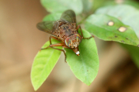 ベンガルバエ捕食