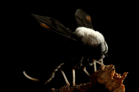 ツリアブモドキ