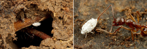 ¥¦¥ó¥«¡¡¥¢¥·¥Ê¥¬¥¢¥ê¤ÎÁã