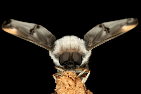 ツリアブモドキ