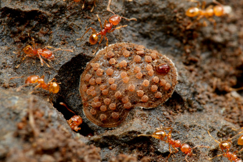 ヒメルリイロアリスアブ