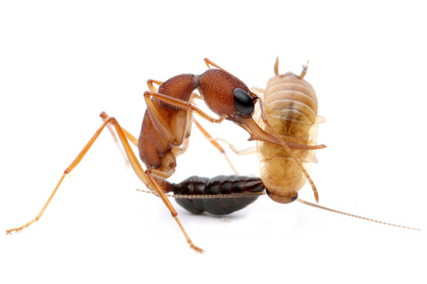 インドクワガタアリ Harpegnathos saltator