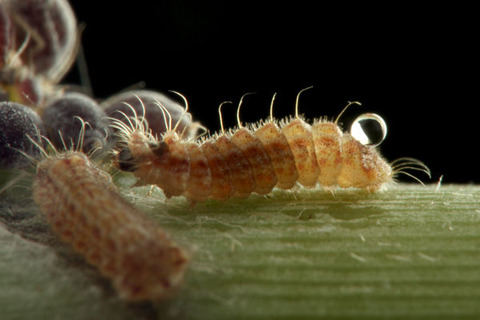 甘露を出すクロシジミ