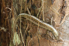 �ޥ졼�������ȥ���