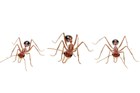 ¥Ö¥ë¥É¥Ã¥¯¥¢¥ê¤Î¿Æ»Ò