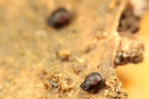 ���֥ʥ����֥����