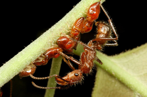 �ǥ���ϥꥢ��Ectatomma 