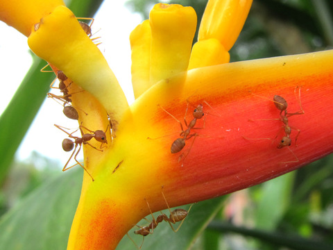 ¥Ä¥à¥®¥¢¥ê