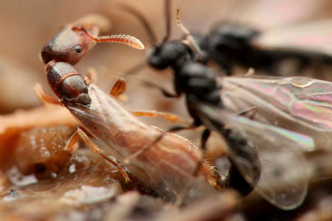 �Υ�����ϥꥢ��η뺧����