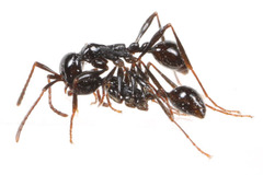 �ϥͥ�����