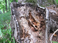 �ȥ��������