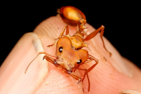 �ۥ󥦥�������Daceton