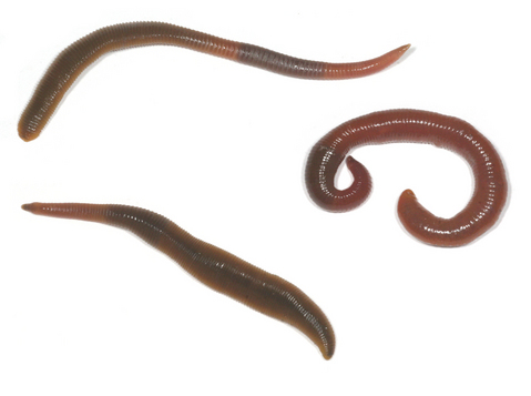 �����ӥ�