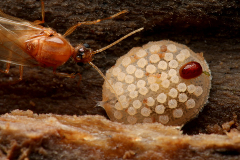 ヒメルリイロアリスアブ