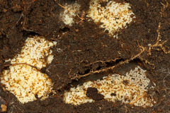 �ȥե�����