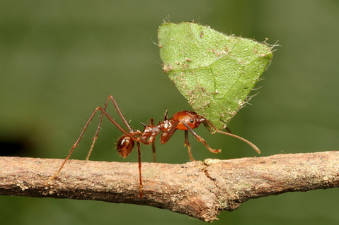 �ϥ��ꥢ��