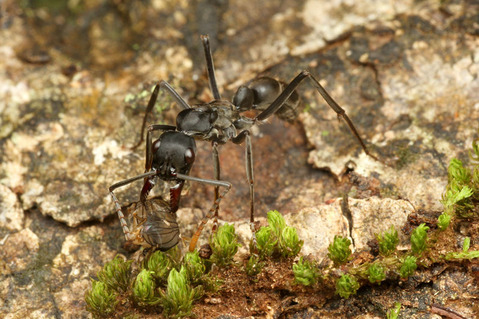 �եȥϥꥢ��ΰ��