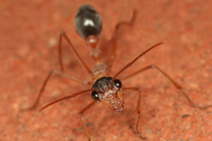 �֥�ɥå�����