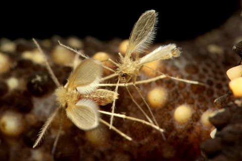 �������祦�Х�