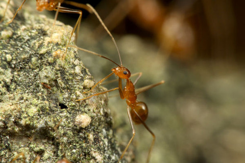 �����ʥ�������