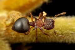 ¥è¥í¥¤¥¢¥ê