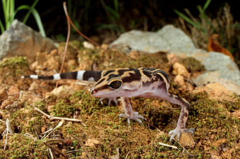 クメトカゲモドキ