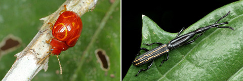 �ϥॷ���ߥĥ��꥾���ॷ