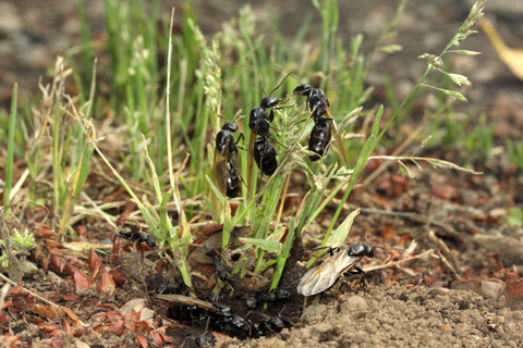 ������������η뺧����