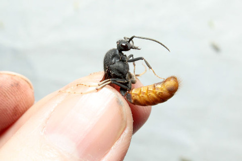 ���󥿥����ꡡ����