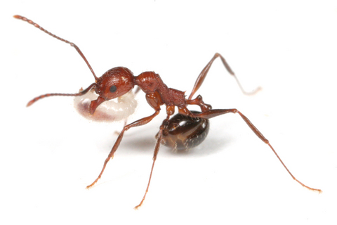 �����ʥ�����