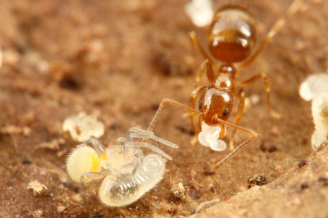 ¥¢¥á¥¤¥í¥¢¥ê¤ÎÁã¤ÇÊë¤é¤¹¥¯¥â