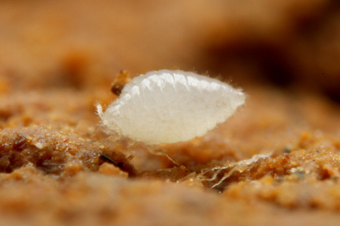 ヨツバアリ Ishigakicoccus shimadai