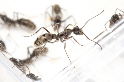 �ȥ������ϥꥢ��