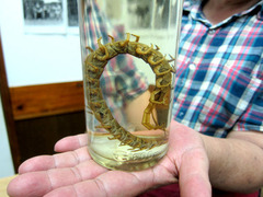 ���Х륪���५��