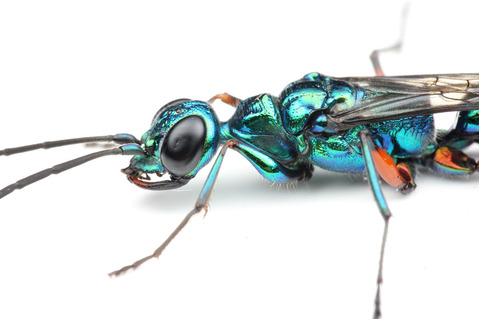 ������ɥ����֥�Х�Ampulex compressa