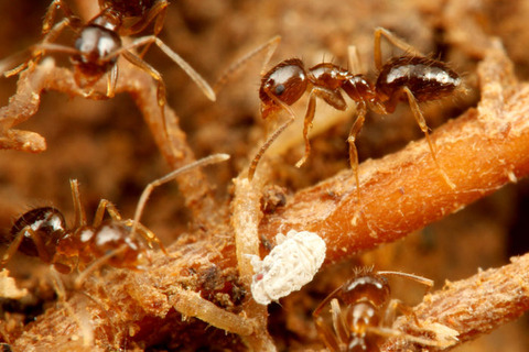 ¥¢¥á¥¤¥í¥¢¥ê¤ÎÁã¤ÇÊë¤é¤¹¥¦¥ó¥«