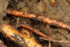 �������������ʥ�����