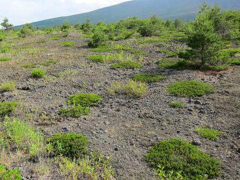 エゾアカヤマアリ生息地