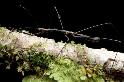 アシナガサシガメ