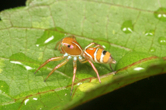 �ϥ��ȥꥰ��