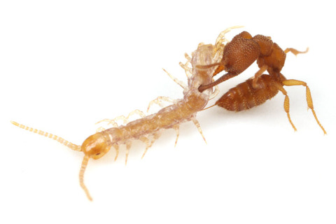 ヘラアゴハリアリMystrium