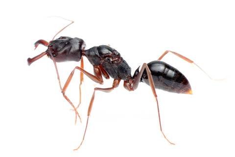 アギトアリ Odontomachus monticola