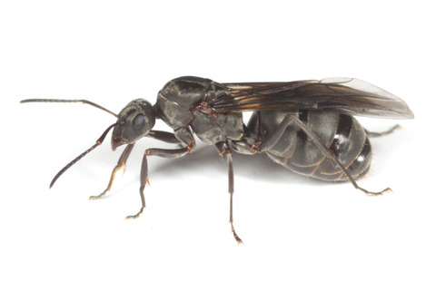 ������ޥ���