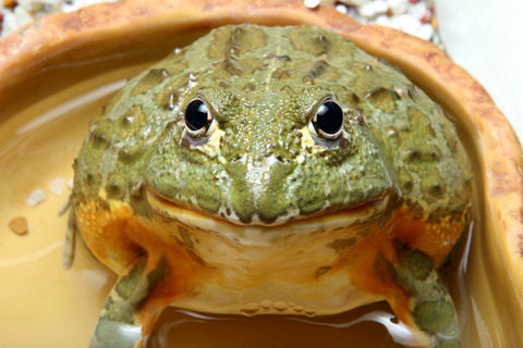 アフリカウシガエル