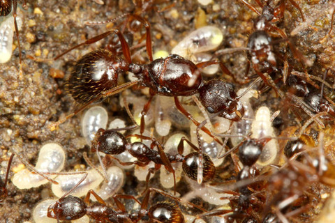 �����ʥ�����